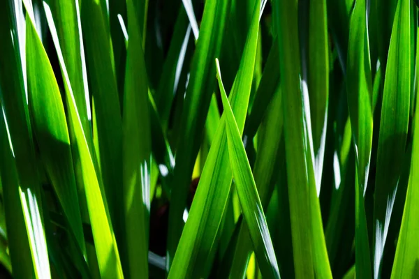 Raggi Del Sole Sull Erba Verde Primavera — Foto Stock