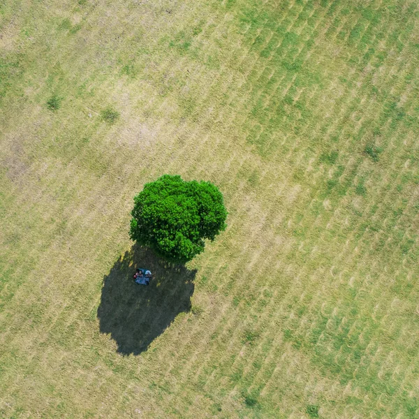 A top view shot of a lonely tree in a field