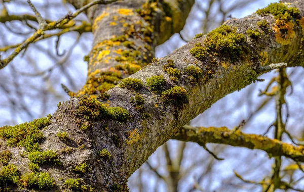 Närbild Ett Mossigt Träd Med Grenar — Stockfoto
