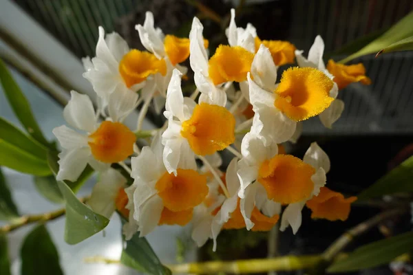 Selektywny Strzał Ostrości Dendrobium Thyrsiflorum Orchidei Rozkwicie — Zdjęcie stockowe