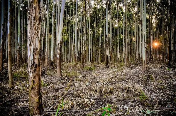Uma Vista Panorâmica Uma Floresta Durante Hora Ouro — Fotografia de Stock
