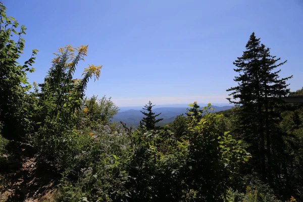 Una Vista Basso Angolo Una Bella Foresta Una Giornata Sole — Foto Stock