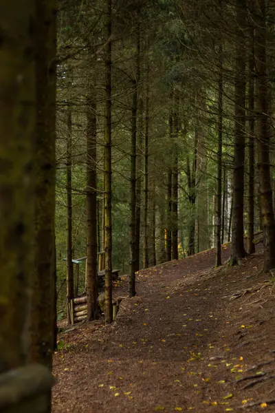 Beau Cliché Étroit Chemin Terre Traversant Forêt Pendant Journée — Photo