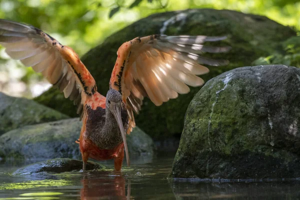 Close Ibis Scarlet Rio Floresta — Fotografia de Stock