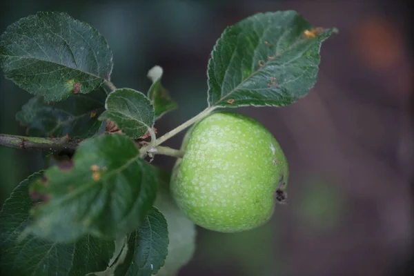 Primo Piano Superficiale Una Mela Verde Ramo Albero — Foto Stock