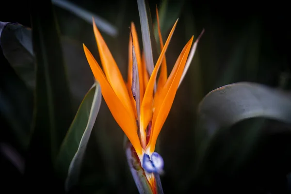 Eine Nahaufnahme Eines Blühenden Orangen Paradiesvogels — Stockfoto