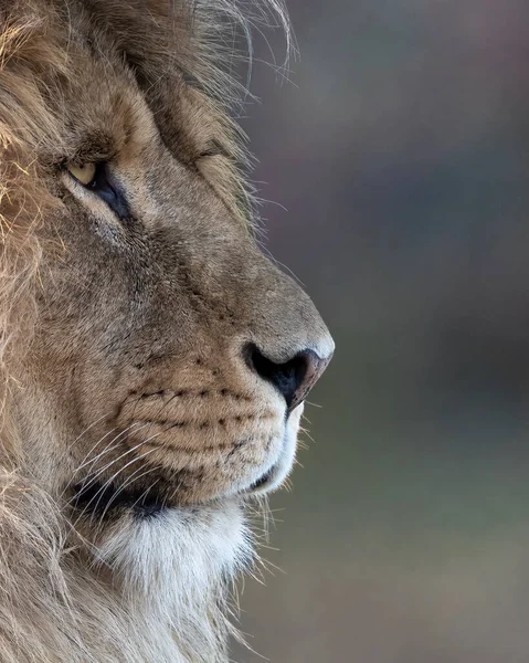 Μια Κάθετη Κοντινή Φωτογραφία Του Προσώπου Ενός Αφρικανικού Λιονταριού Θολή — Φωτογραφία Αρχείου