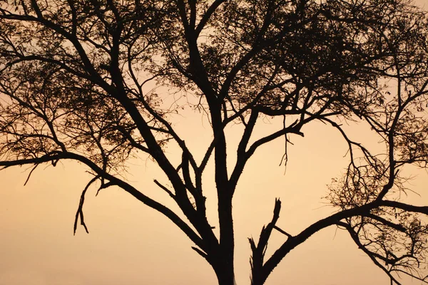 Ένα Ξηρό Δέντρο Ενάντια Έναν Συννεφιασμένο Ουρανό Ηλιοβασιλέματος — Φωτογραφία Αρχείου