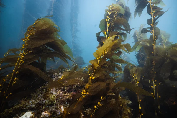 Una Hermosa Toma Naturaleza Submarina — Foto de Stock