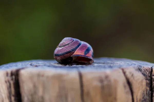 달팽이 껍데기의 선택적 — 스톡 사진