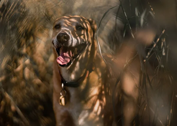 Closeup Indian Pariah Dog Tongue Out Next Grass Blurred Background — Stock Photo, Image