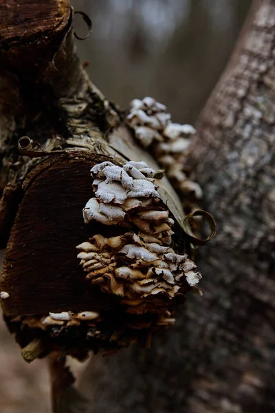 Tiro Vertical Cogumelos Crescendo Nas Árvores — Fotografia de Stock