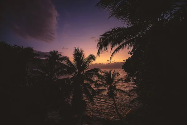 Die Palmen Silhouetten Gegen Das Meer Bei Sonnenuntergang — Stockfoto