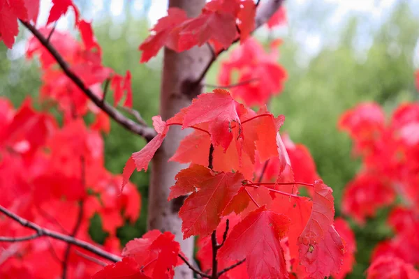 Closeup Bright Red Leaves Sunny Garden Green Trees Blurred Background — Stock Photo, Image