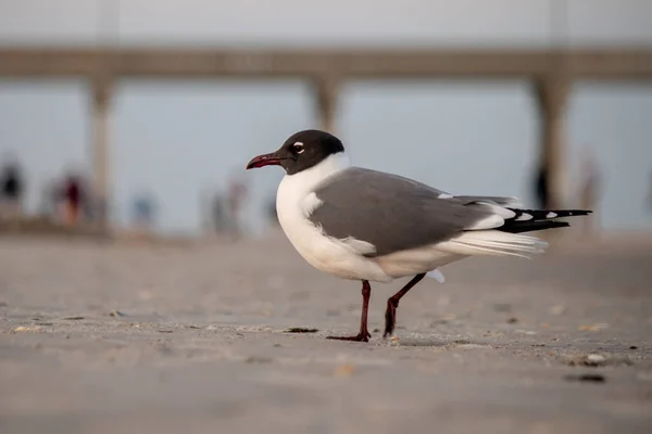 Een Meeuw Lopend Zeekust — Stockfoto