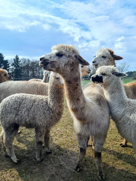 Group Furry Alpacas Grazing Open Air — Stock Photo, Image