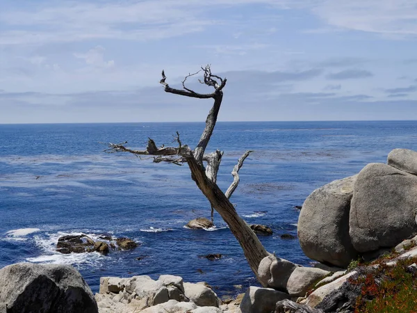 一棵生长在岩石沙滩上的无叶树干 — 图库照片