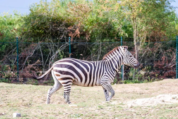 Primo Piano Una Zebra Piedi Sul Campo — Foto Stock