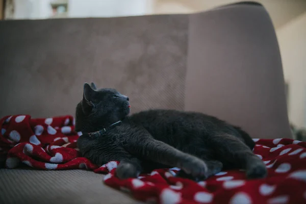 背景がぼやけているソファの上に家に座っている灰色の猫の美しいショット — ストック写真