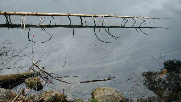 Closeup Shot Tree Branch Reflected Water Lake — Stock Photo, Image