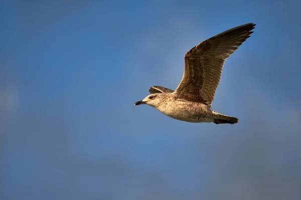 Plan Rapproché Une Jeune Mouette Volant Dans Ciel Bleu Clair — Photo