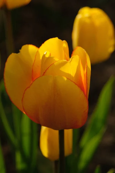 Closeup Shot Yellow Orange Tulip — Stock Photo, Image