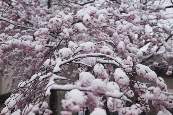 一朵盛开的樱花树枝头被雪覆盖着 — 图库照片
