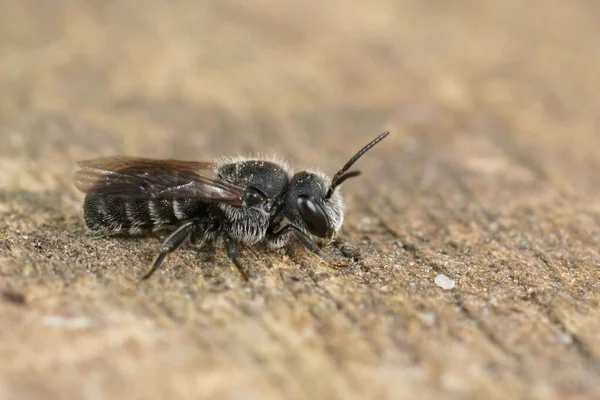 Closeup Cleptoparasite Little Drak Cuckoo Bee Stelis Breviuscula Sitting Wood — Stock Photo, Image