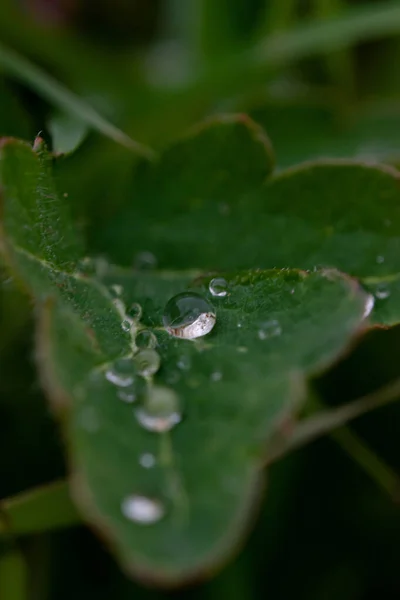 Primer Plano Vertical Gotas Agua Sobre Una Hoja Verde —  Fotos de Stock