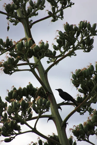 Vertikal Närbild Vanlig Koltrast Cape Starling Placerad Ett Agave Träd — Stockfoto