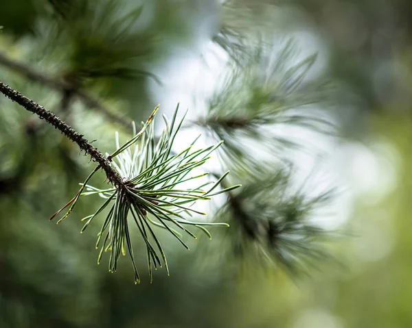 Detailní Záběr Jehličí Borovic — Stock fotografie