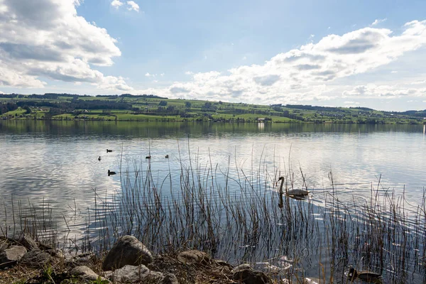 Bílá Labuť Ostatními Ptáky Plavajícími Jezeře Sempachersee Švýcarsko — Stock fotografie