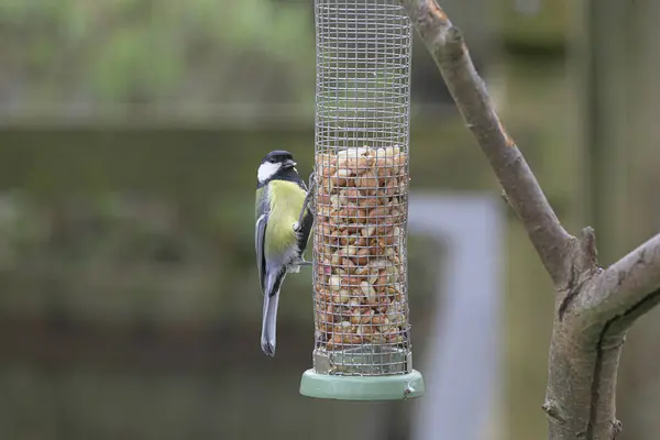 Selective Focus Shot Blue Tit Feeder — Foto de Stock