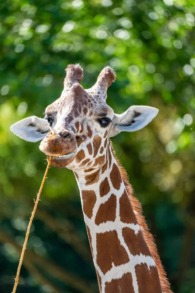 Capul Unei Girafe Reticulate Grădina Zoologică — Fotografie, imagine de stoc