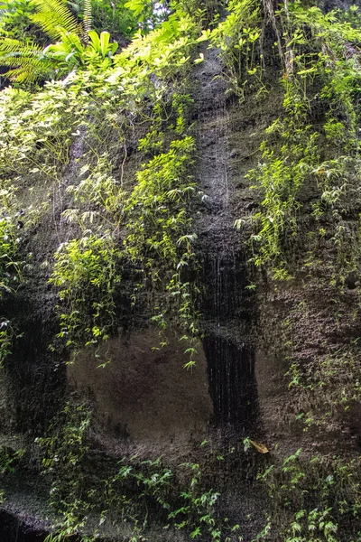 绿叶背景上的岩石立柱 — 图库照片