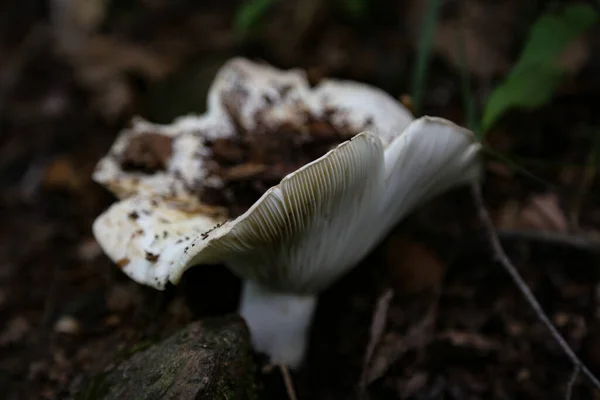 Closeup Shot Growing White Mushroom Isolated Blurred Background — Stock Photo, Image