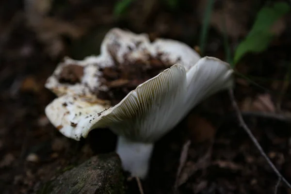 Gros Plan Champignons Blancs Croissance Isolés Dans Fond Flou — Photo