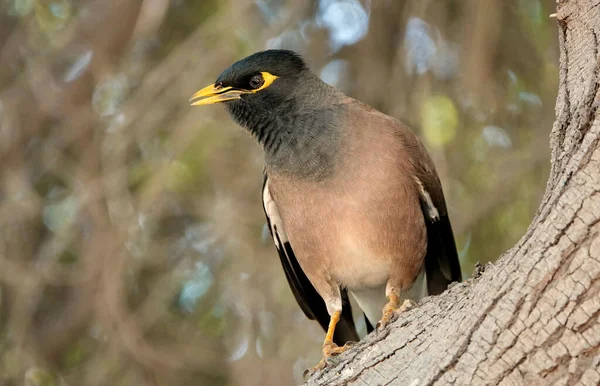 Μια Κοινή Μυνα Acridotheres Tristis Σκαρφαλωμένη Ένα Υποκατάστημα Στο Ντουμπάι — Φωτογραφία Αρχείου