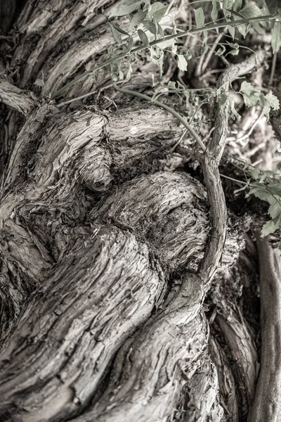 Vertical Shot Old Tree Trunk Texture — Stock Photo, Image