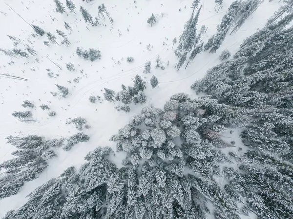 一个美丽的空中俯瞰着冬季被雪覆盖着的高大树木的森林 — 图库照片
