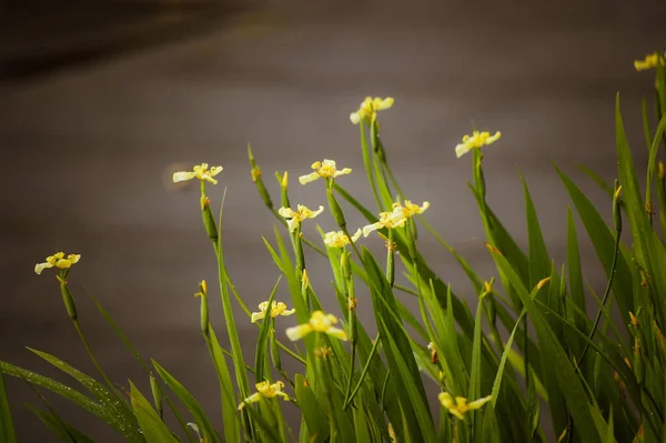 Closeup Trimezia Martinicensis Martinica Trimezia Yellow Walking Iris Forenoon Yellow —  Fotos de Stock