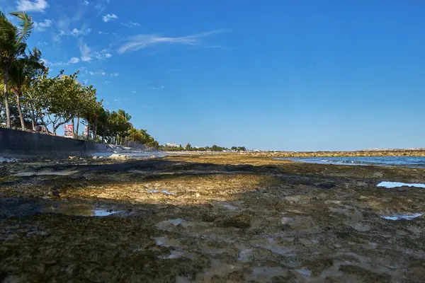 Primer Plano Una Costa Con Algas Palmeras —  Fotos de Stock