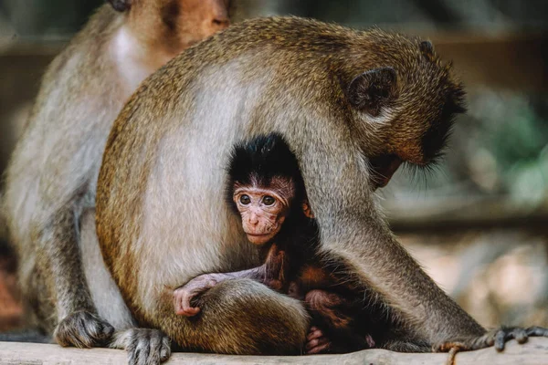 Sebuah Gambar Indah Dari Monyet Memeluk Itu Bayi — Stok Foto