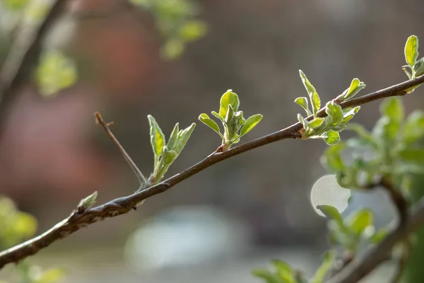 Foglie Primavera Germoglianti Della Mela Granchio Europea Con Cielo Azzurro — Foto Stock