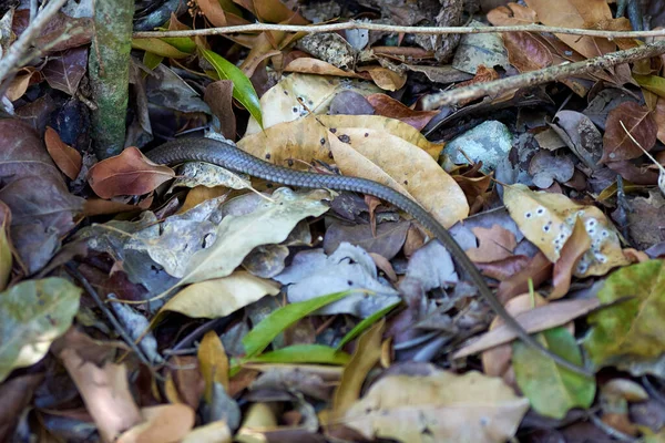 Primer Plano Una Pequeña Cola Serpiente Gris Las Hojas Otoño — Foto de Stock