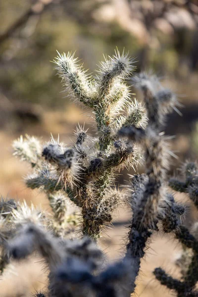 Ένα Κοντινό Πλάνο Του Silver Cholla — Φωτογραφία Αρχείου