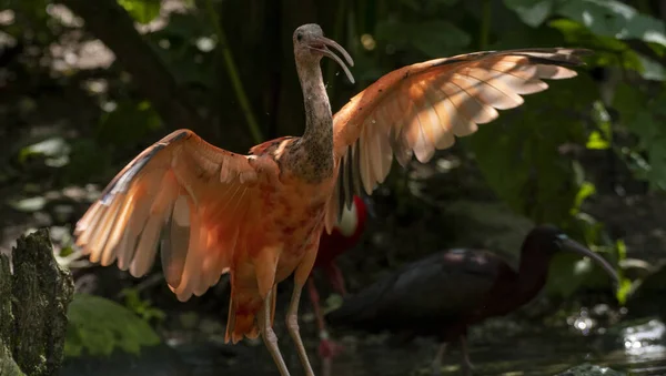 Gros Plan Ibis Écarlate Dans Une Rivière Forestière — Photo