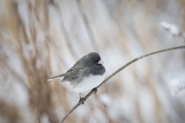 Junco Ojos Oscuros Junco Hyemalis Encaramado Una Rama Árbol Invierno — Foto de Stock