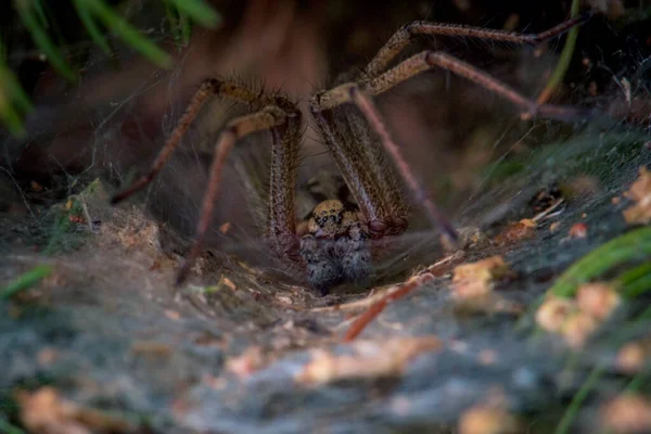 Close Uma Aranha Sua Teia Aranha Fundo Turvo — Fotografia de Stock