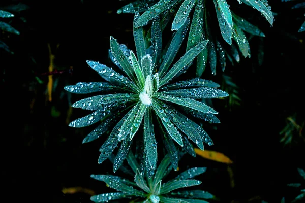 Gröna Vilda Växterna Regndroppar — Stockfoto